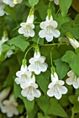 THE DOWER HOUSE, DERBYSHIRE: WHITE FLOWERS OF ASARINA SCANDENS SNOW WHITE, CLIMBING SNAPDRAGON, CLIMBERS, ANNUALS, GREEN, FOLIAGE, LOPHOSPERMUM