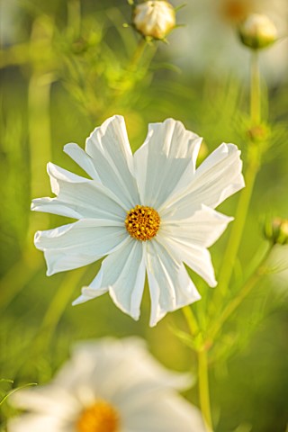 THE_DOWER_HOUSE_DERBYSHIRE_WHITE_FLOWERS_OF_COSMOS_BIPINNATUS_PURITY_ANNUALS_COTTAGE_FLOWERING_BLOOM
