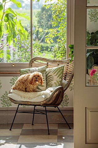 ASHBROOK_HOUSE_NORTHAMPTONSHIRE_VIEW_THROUGH_TO_CHAIR_WITH_FERN_CUSHION_IN_BOOT_ROOM_CONSERVATORY_DO