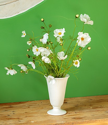 ASHBROOK_HOUSE_NORTHAMPTONSHIRE_WHITE_CONTAINER_VASE_WITH_WHITE_COSMOS_CONSERVATORY_GREEN_WALLS
