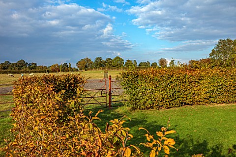 ASHBROOK_HOUSE_NORTHAMPTONSHIRE_LAWN_BACK_GARDEN_METAL_GATE_BEECH_HEDGES_HEDGING_COUNTRYSIDE