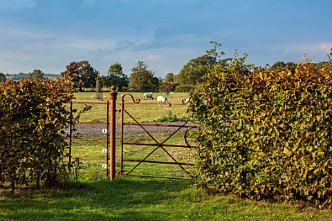 ASHBROOK_HOUSE_NORTHAMPTONSHIRE_LAWN_BACK_GARDEN_METAL_GATE_BEECH_HEDGES_HEDGING_COUNTRYSIDE