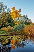 ST TIMOTHEE, BERKSHIRE: POND, POOL, LAKE, REFLECTED, REFLECTIONS, PAMPAS GRASS, REEDS, HYDRANGEA LIMELIGHT, LIRIODENDRON TULIPIFERA