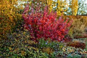 ST TIMOTHEE, BERKSHIRE: BORDER, OCTOBER, AUTUMN, HEDGES, HEDGING, COTINUS COGGYGRIA ROYAL PURPLE, SHRUBS, RED, FOLIAGE, LEAVES