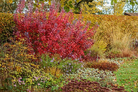 ST_TIMOTHEE_BERKSHIRE_BORDER_OCTOBER_AUTUMN_HEDGES_HEDGING_COTINUS_COGGYGRIA_ROYAL_PURPLE_SHRUBS_RED