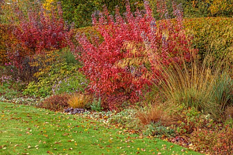 ST_TIMOTHEE_BERKSHIRE_BORDER_OCTOBER_AUTUMN_HEDGES_HEDGING_COTINUS_COGGYGRIA_ROYAL_PURPLE_SHRUBS_RED