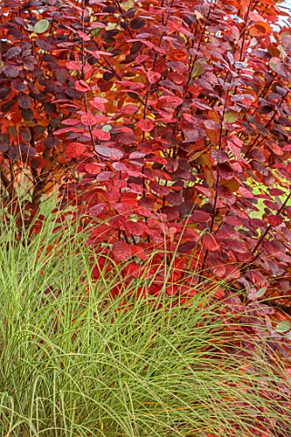 ST_TIMOTHEE_BERKSHIRE_RED_FOLIAGE_LEAVES_OF_COTINUS_COGGYGRIA_ROYAL_PURPLE_MISCANTHUS_MORNING_LIGHT_