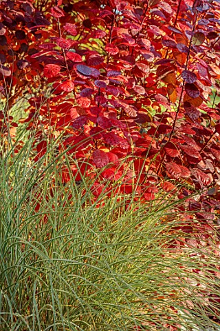 ST_TIMOTHEE_BERKSHIRE_RED_FOLIAGE_LEAVES_OF_COTINUS_COGGYGRIA_ROYAL_PURPLE_MISCANTHUS_MORNING_LIGHT_