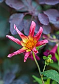 ST TIMOTHEE, BERKSHIRE: PLANT PORTRAIT OF PINK, YELLOW, FLOWERS OF DAHLIA HONKA SURPRISE, BLOOMING, PERENNIALS