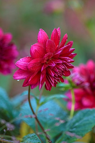 ST_TIMOTHEE_BERKSHIRE_PLANT_PORTRAIT_OF_RED_PINK_FLOWERS_OF_DAHLIA_ARABIAN_NIGHT_BLOOMING_PERENNIALS