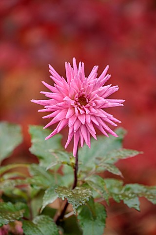 ST_TIMOTHEE_BERKSHIRE_PLANT_PORTRAIT_OF_PINK_FLOWERS_OF_DAHLIA_BLOOMING_PERENNIALS