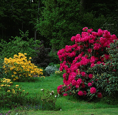 RHODODENDRONS_AT_HEARNS_HOUSE__OXFORDSHIRE