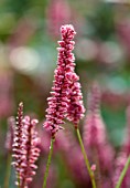 ST TIMOTHEE, BERKSHIRE: PLANT PORTRAIT OF PINK FLOWERS OF PERSICARIA AMPLEXICAULIS BLACKFIELD, BLOOMING, PERENNIALS