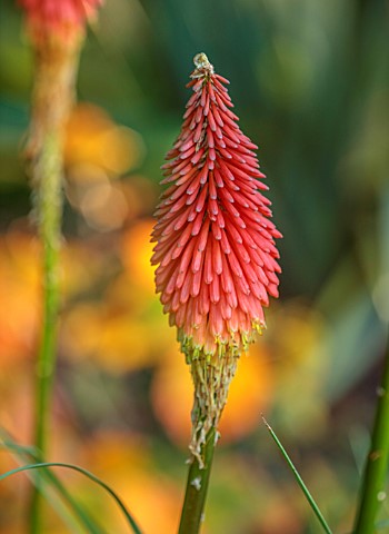 ST_TIMOTHEE_BERKSHIRE_PLANT_PORTRAIT_OF_PINK_ORANGE_RED_FLOWERS_OF_RED_HOT_POKERS_KNIPHOFIA_BLOOMING