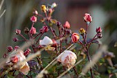 ST TIMOTHEE, BERKSHIRE: PLANT PORTRAIT OF PINK FLOWERS OF ROSES, ROSA LADY EMMA HAMILTON, SHRUBS