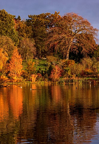THE_DOWER_HOUSE_DERBYSHIRE_REFLECTIONS_MOLINIA_SKYRACER_MELBOURNE_POOL_AUTUMN_TREES_METASEQUOIA_GLYP