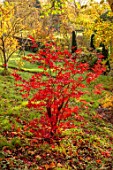 THE DOWER HOUSE, DERBYSHIRE: RED FOLIAGE, LEAVES OF MAPLE, ACER, WOODLAND, AUTUMN, FALL, OCTOBER