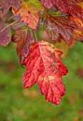 THE DOWER HOUSE, DERBYSHIRE: RED FOLIAGE OF HYDRANGEA QUERCIFOLIA SNOW QUEEN, LEAVES, SHRUBS, OCTOBER, NOVEMBER, AUTUMN, FALL