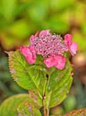 THE DOWER HOUSE, DERBYSHIRE: PORTRAIT OF PINK FLOWERS OF HYDRANGEA SERRATA KUROHIME, SHRUBS, BLOOMS, BLOOMING