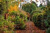 THE DOWER HOUSE, DERBYSHIRE: PATH THROUGH HYDRANGEAS, CLIPPED HEDGES, HEDGING, WOODLAND, APTHS, AUTUMN, FALL, FOLIAGE, OCTOBER