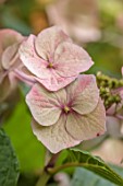 THE DOWER HOUSE, DERBYSHIRE: PLANT PORTRAIT OF PALE PINK, GREEN, FLOWERS OF HYDRANGEA MACROPHYLLA TAUBE, FLOWERING, BLOOMS, BLOOMING, SHRUBS