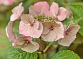 THE DOWER HOUSE, DERBYSHIRE: PLANT PORTRAIT OF PALE PINK, GREEN, FLOWERS OF HYDRANGEA MACROPHYLLA TAUBE, FLOWERING, BLOOMS, BLOOMING, SHRUBS