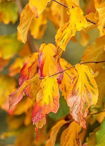 THE_DOWER_HOUSE_DERBYSHIRE_PLANT_PORTRAIT_OF_YELLOW_ORANGE_RED_LEAVES_OF_PARROTIA_PERSICA_VANESSA_PE