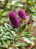 THE DOWER HOUSE, DERBYSHIRE: PLANT PORTRAIT OF PURPLE FLOWERS OF HEBE DONNA ALEXA, EVERGREEN, SHRUBS