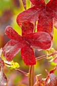 BLUEBELL ARBORETUM AND NURSERY, DERBYSHIRE: CLOSE UP PORTRAIT OF RED LEAVES OF LIQUIDAMBAR STYRACIFLUA ROTUNDILOBA, SWEETGUM TREE, TREES, FOLIAGE