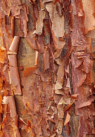 BLUEBELL_ARBORETUM_AND_NURSERY_DERBYSHIRE_CLOSE_UP_PORTRAIT_OF_BARK_TRUNK_OF_ACER_GRISEUM_TREES_DECI