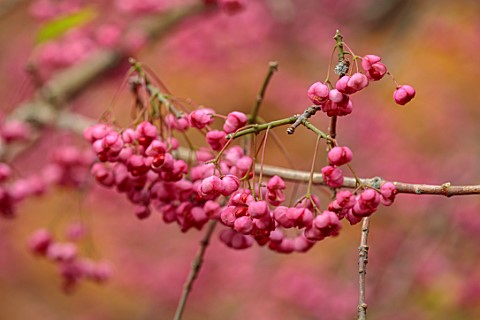BLUEBELL_ARBORETUM_AND_NURSERY_DERBYSHIRE_CLOSE_UP_PORTRAIT_OF_PINK_BERRIES_OF_EUONYMUS_HAMILTONIANU