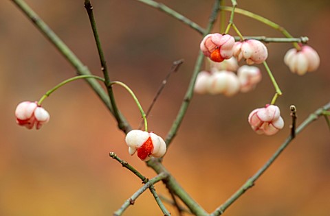 BLUEBELL_ARBORETUM_AND_NURSERY_DERBYSHIRE_CLOSE_UP_PORTRAIT_OF_PALE_PINK_ORANGE_BERRIES_OF_EUONYMUS_