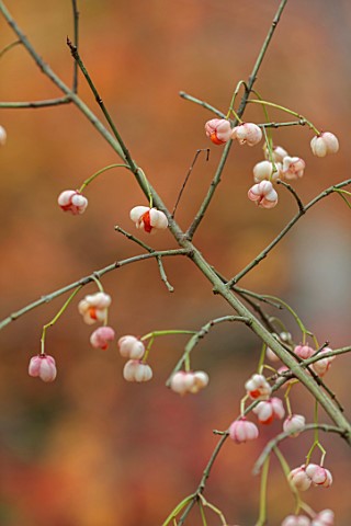 BLUEBELL_ARBORETUM_AND_NURSERY_DERBYSHIRE_CLOSE_UP_PORTRAIT_OF_PALE_PINK_ORANGE_BERRIES_OF_EUONYMUS_