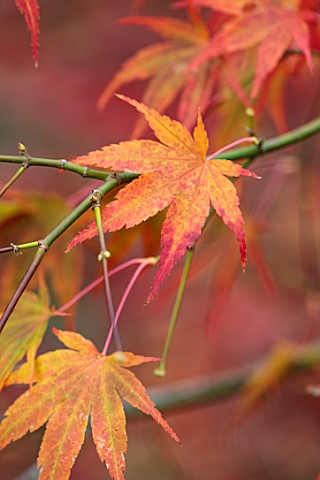BLUEBELL_ARBORETUM_AND_NURSERY_DERBYSHIRE_CLOSE_UP_PORTRAIT_OF_RED_ORANGE_LEAVES_FOLIAGE_OF_MAPLES_A