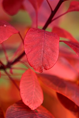 THENFORD_GARDENS_AND_ARBORETUM_NORTHAMPTONSHIRE_WOODLAND_AUTUMN_RED_LEAVES_OF_COTINUS_COGGYGRIA_ROYA