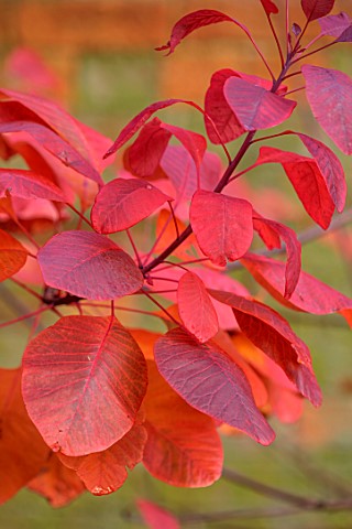 THENFORD_GARDENS_AND_ARBORETUM_NORTHAMPTONSHIRE_WOODLAND_AUTUMN_RED_LEAVES_OF_COTINUS_COGGYGRIA_ROYA