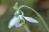 THENFORD GARDENS AND ARBORETUM, NORTHAMPTONSHIRE: CLOSE UP OF WHITE, GREEN, FLOWERS OF SNOWDROPS, GALANTHUS ELWESII REMEMBER REMEMBER