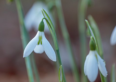 THENFORD_GARDENS_AND_ARBORETUM_NORTHAMPTONSHIRE_CLOSE_UP_OF_WHITE_GREEN_FLOWERS_OF_SNOWDROPS_GALANTH