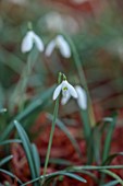 THENFORD GARDENS AND ARBORETUM, NORTHAMPTONSHIRE: CLOSE UP OF WHITE, GREEN, FLOWERS OF SNOWDROPS, GALANTHUS REGINAE-OLGAE TILEBARN JAMIE