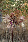 BABYLON FLOWERS, OXFORDSHIRE - NATURAL COPPER WIRE WREATH, IVY, TEASELS, DIPSACUS FULLONUM, PINK PEPPERCORNS, PINE CONES, HYDRANGEA