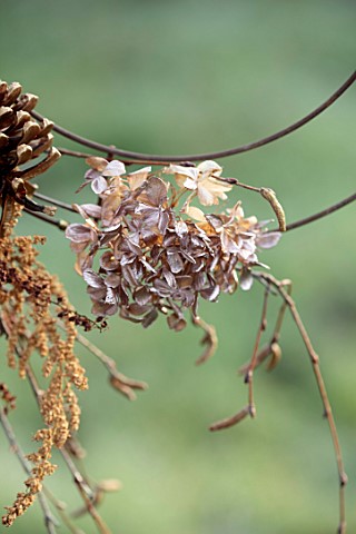 BABYLON_FLOWERS_OXFORDSHIRE__NATURAL_COPPER_WIRE_WREATH_PINE_CONES_HYDRANGEA_SEED_HEADS