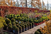 BABYLON FLOWERS, OXFORDSHIRE - BABYLON NURSERY STOCK BEDS, WINTER, DECEMBER, CLIPPED TOPIARY BOX BALLS, YEWTAXUS BACCATA, BUXUS SEMPERVIRENS