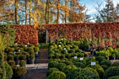 BABYLON FLOWERS, OXFORDSHIRE - BABYLON NURSERY STOCK BEDS, WINTER, DECEMBER, CLIPPED TOPIARY BOX BALLS, YEWTAXUS BACCATA, BUXUS SEMPERVIRENS