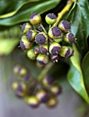 BABYLON FLOWERS, OXFORDSHIRE - NATURAL WREATH DETAIL OF IVY BERRIES, HEDERA HELIX, WINTER, CHRISTMAS DECORATIONS