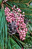 BABYLON FLOWERS, OXFORDSHIRE - NATURAL WREATH DETAIL OF PINK PEPPERCORNS, PINE CONES, WINTER, CHRISTMAS DECORATIONS