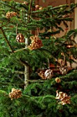 MARBURY HALL, SHROPSHIRE: DESIGNER SOFIE PATON-SMITH - DINING ROOM, CHRISTMAS, CHRISTMAS TREE, DECORATIONS OF DRIED FLOWERS . CARDOONS, DAHLIAS, HYDRANGEAS, DECEMBER
