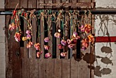 MARBURY HALL, SHROPSHIRE: DESIGNER SOFIE PATON-SMITH - DECEMBER, DRIED DAHLIAS HANGING OUT TO DRY IN BASEMENT