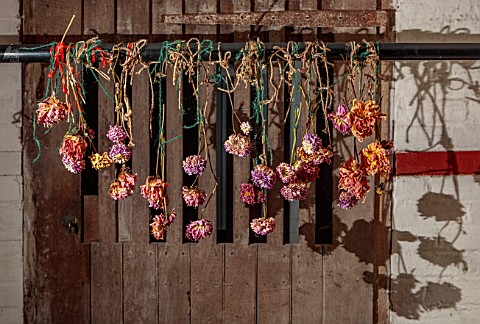 MARBURY_HALL_SHROPSHIRE_DESIGNER_SOFIE_PATONSMITH__DECEMBER_DRIED_DAHLIAS_HANGING_OUT_TO_DRY_IN_BASE
