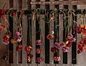 MARBURY HALL, SHROPSHIRE: DESIGNER SOFIE PATON-SMITH - DECEMBER, DRIED DAHLIAS HANGING OUT TO DRY IN BASEMENT