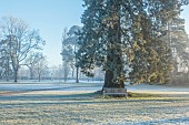 MORTON HALL, WORCESTERSHIRE: THE MAIN DRIVE AND PARKLAND IN DECEMBER, JANUARY, SNOW, FROST, WINTER, MEADOW, TREES, WOODEN BENCHES, SEATS